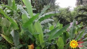 Отзывы отдыхающих об отеле  Peach Hill Hotel & Resort 4* Пхукет  (Тайланд) .Обзор отеля