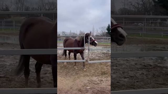 Лошадь смотреть онлайн