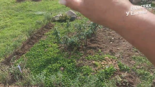 ЛАНДШАФТ УЧАСТКА НА СКЛОНЕ. ЛАВАНДОВЫЕ БАРДЮРЫ. КАК ПЛАНИРОВАТЬ ЦВЕТНИКИ, БОРДЮРЫ. ЧАСТЬ 2. смотреть онлайн