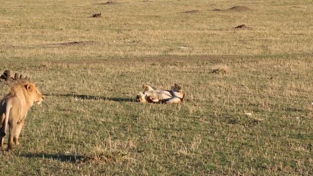 Львы. Лев и Львица. Африка. Кения. Africa. Kenya. Masai Mara. Сафари. Safari смотреть онлайн