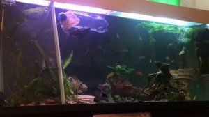 Аквариум на 500 литров 🐠