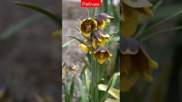 рябчик. сад. огород. дача. цветы. растения смотреть онлайн