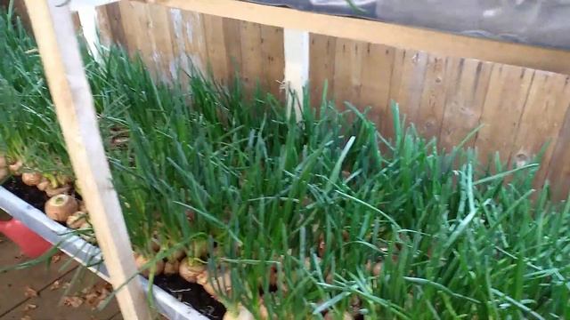 Самый урожайный сорт лука на перо смотреть онлайн