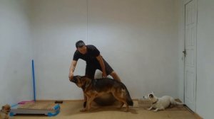 Немецкая овчарка Дрессировка немецкой овчарки Как дрессировать немецкую овчарку Занятие с овчаркой