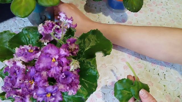 Размножение фиалок с листика! Какие листья можно укоренять? Фиалки у Алисы. смотреть онлайн