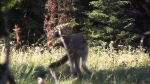 Awesome Wolf Howling Compilation