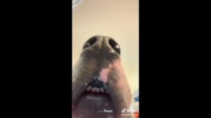 Собаку ПРЁТ!!!