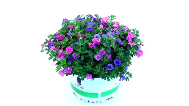 New for 2022 Calibrachoa Chameleon Series смотреть онлайн