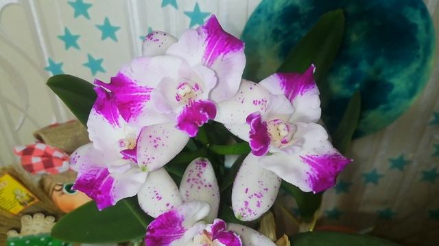Цветет красотка Каттлея cattleya Monte Elegante смотреть онлайн