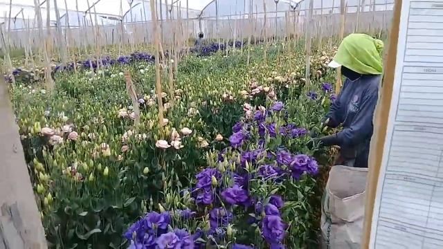 Плантация Лизиантуса в Эквадоре смотреть онлайн