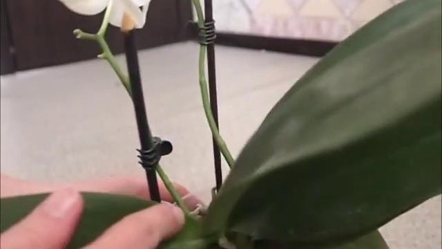 Как выбрать орхидею фаленопсис. смотреть онлайн