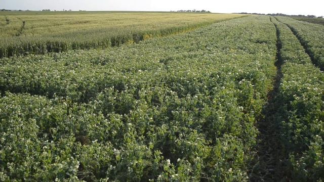 29 мая 2017 горох пшеница смотреть онлайн