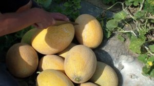 Сладкая дыня с оранжевой мякотью Флоренция F1