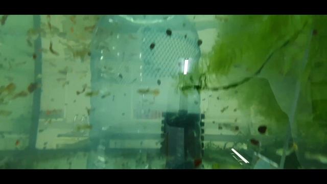 Гуппи! Ловушка для мальков гуппи! Guppy! Perangkap untuk guppy fry! смотреть онлайн