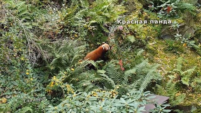 Зоопарк, входящий в число лучших в мире! смотреть онлайн