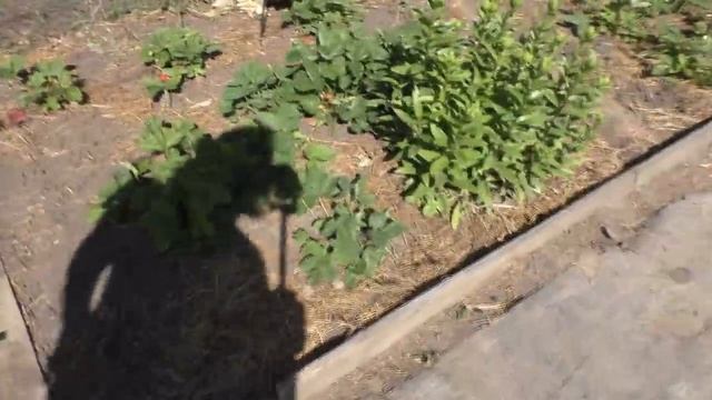 Люблю Заглядывать в Чужие Огороды смотреть онлайн