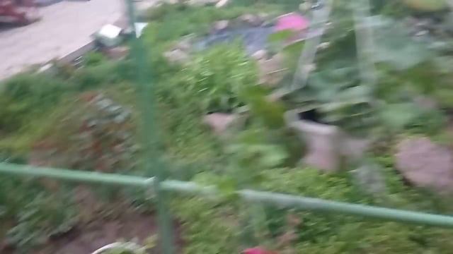 УНИКАЛЬНАЯ ПЛЮЩЕВИДНАЯ ПЕЛАРГОНИЯ И ЧТО Я КУПИЛА 13.04.2019 смотреть онлайн