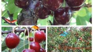 Вишня обыкновенная Жуковская - Тургеневка ? обзор: как сажать, саженцы вишни Жуковская - Тургеневка