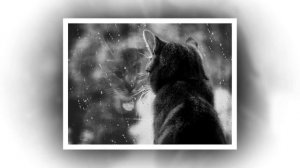 Грустная песня про кошку