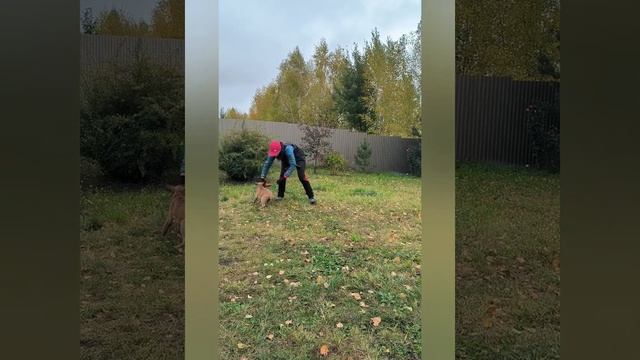 Малинуа Делис 2месяца и 10дней - начальный этап дрессировки смотреть онлайн