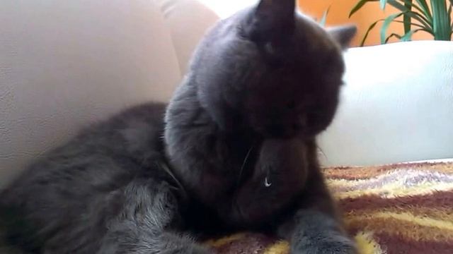кот стрижет ногти смотреть онлайн