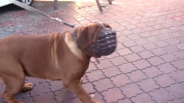 Охрана Питомник бордоских догов «Perle de France» http://perl.petsinform.com/ смотреть онлайн