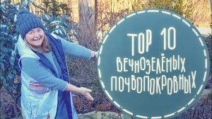 Самые любимые вечнозелёные почвопокровные растения. Сад без сорняков. Удачные сочетания растений.