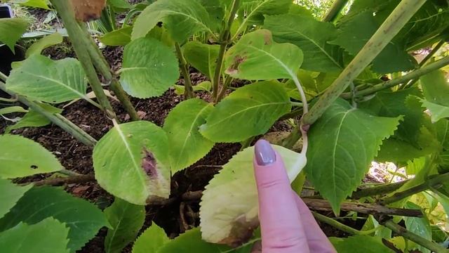 Как подготовить крупнолистные гортензии к успешной зимовке ??? смотреть онлайн