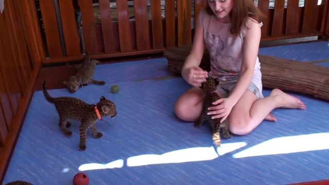 Дикие звери в Таиланде ♡ котята ♡ леопарды | Leopard babies смотреть онлайн
