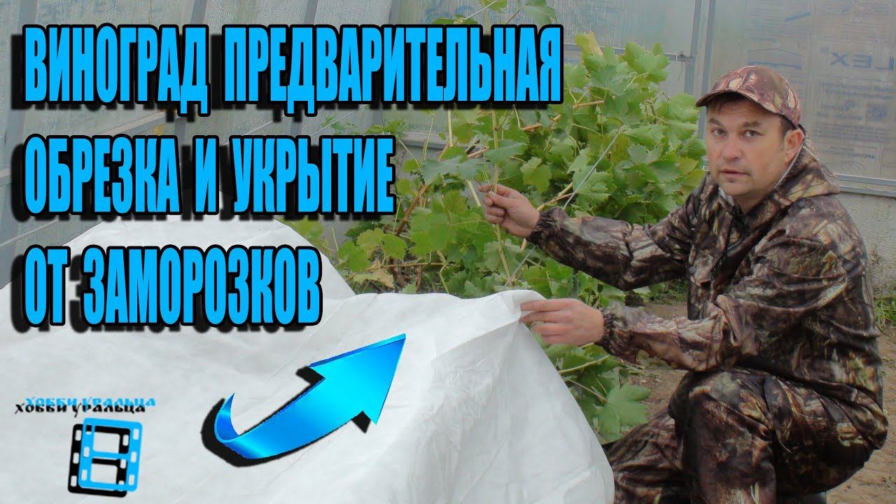 ПРЕДВАРИТЕЛЬНАЯ ОБРЕЗКА ВИНОГРАДА. УКРЫТИЕ ОТ ЗАМОРОЗКОВ. ВЫЗРЕВАНИЕ ЛОЗЫ ЧАСТЬ 3 ВИНОГРАД В ТЕПЛИЦЕ смотреть онлайн
