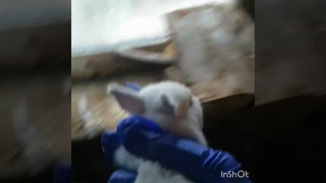 Крольчатам 10 дней. Что нужно знать о крольчатах. Калифорнийская порода. Содержание маточника. смотреть онлайн