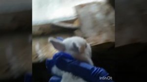 Крольчатам 10 дней. Что нужно знать о крольчатах. Калифорнийская порода. Содержание маточника.