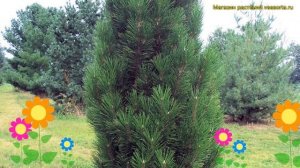 Сосна черная Грин Рокет. Краткий обзор, описание характеристик pinus nigra Green Rocket