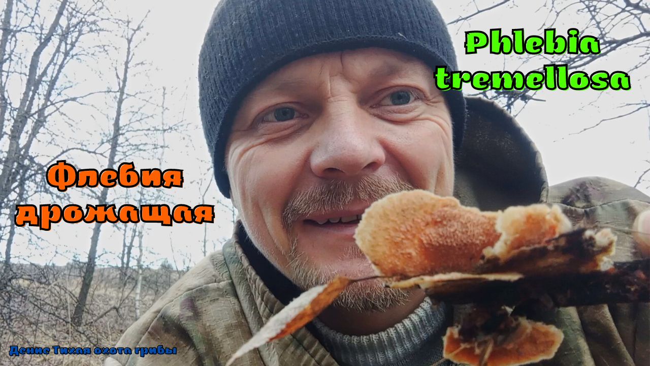 Новогодняя грибная прогулка 2023 | Флебия дрожащая | Phlebia tremellosa смотреть онлайн