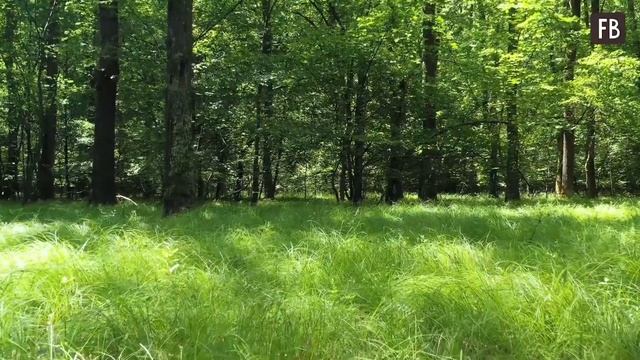 Друг-лесник поделился лайфхаком, как обезопасить себя от клещей на природе