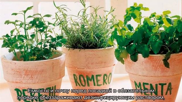 Выращивание авокадо и микрозелени дома