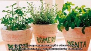 Как вырастить мяту в домашних условиях на подоконнике из семян