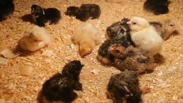 Суточные цыплята : первые часы жизни. смотреть онлайн