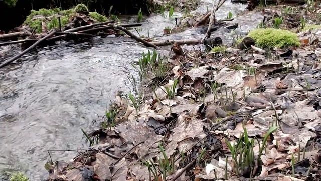 Черемша - подарок весны! Медвежий лук или Bärlauch. Салат с черемшой. смотреть онлайн