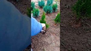 сажаем туи осенью.