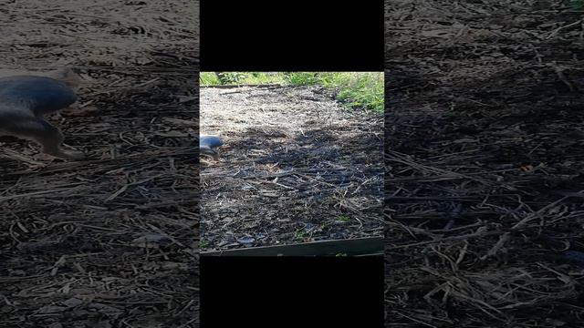 Сажаем картошку