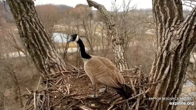 Decorah Eagles: The Canada Geese Saga Continues. 18-21 Mar 2022 смотреть онлайн