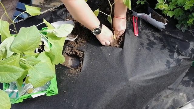 ?ВЫСАДКА РАССАДЫ БАКЛАЖАНОВ В ОТКРЫТЫЙ ГРУНТ.? смотреть онлайн