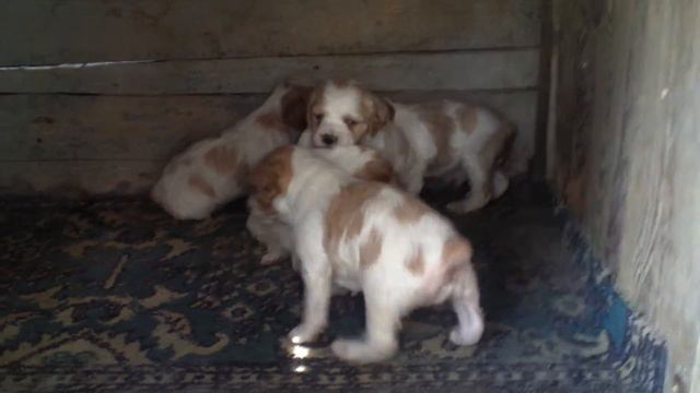 Щенки Бретона , 24 дня смотреть онлайн