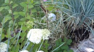 Обзор 5 сортов кровохлебки в моем саду! Сажаю кровохлебку Мензиса семенами!