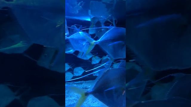 LOOKDOWN (Selene vomer) смотреть онлайн