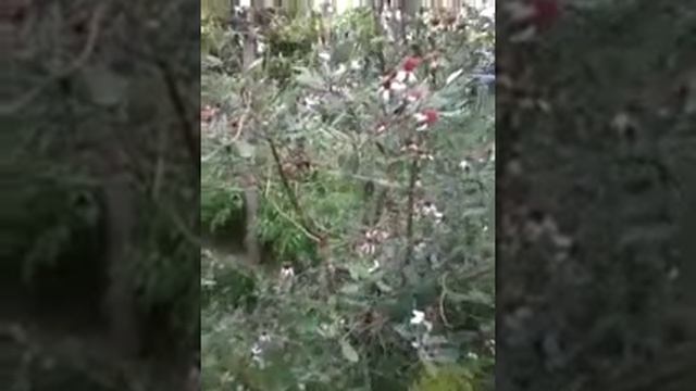 Дерево фейхоа. смотреть онлайн
