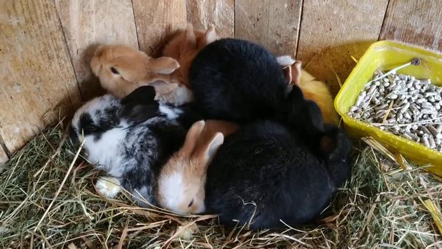 Кролики на даче. Кролики малыши познают мир! Сколько их ... ?! 🙈🙊🐰🐇 смотреть онлайн
