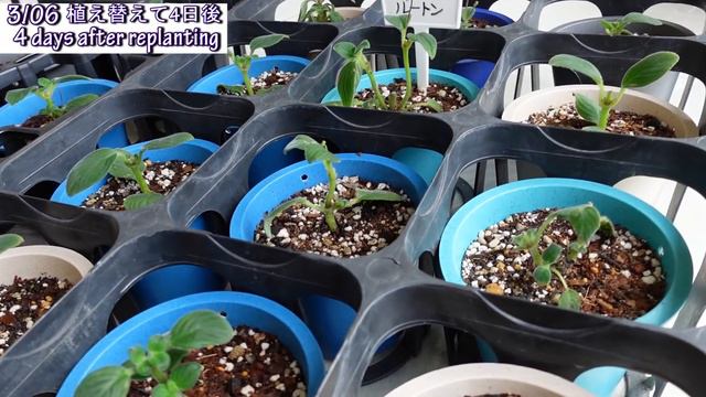 【挿し芽】育て安く長く咲く❕おすすめストレプトカーパス💙Propagate with all Cuttings🌱🎶 смотреть онлайн