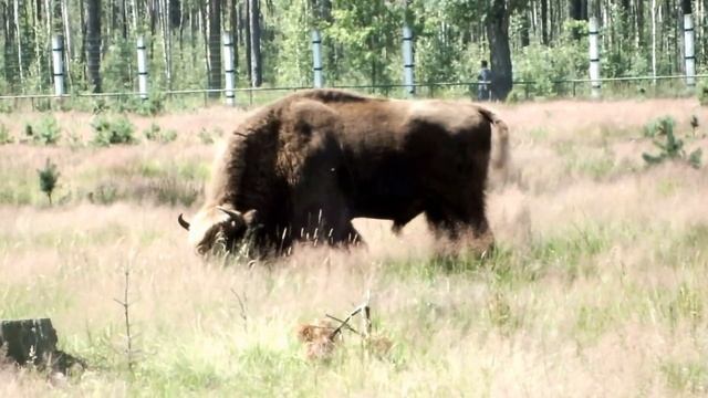 Зубр крупным планом | European bison close-up смотреть онлайн